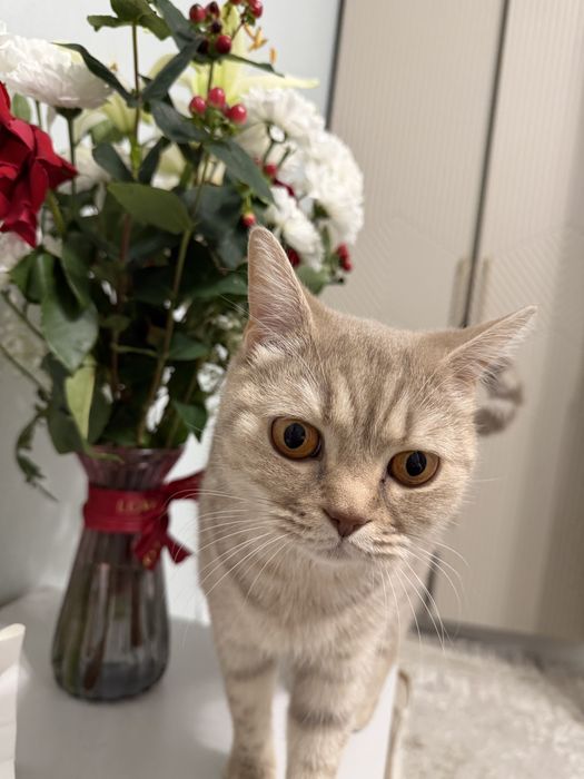 Отдам британскую кошку