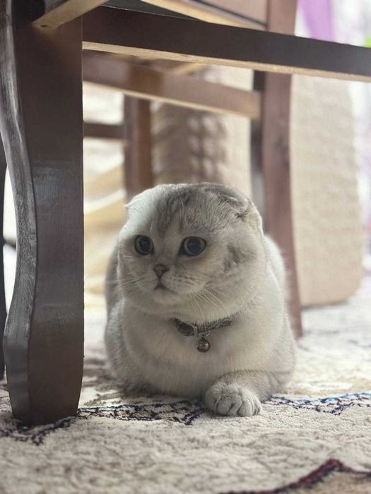 (SOTILMAYDI) Вязка скотиш фолд Серебристая шиншилла .кот НЕ ПРОДАЁТСЯ.