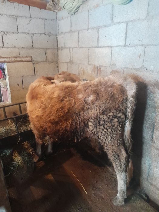 Продам Бычков по 9месец