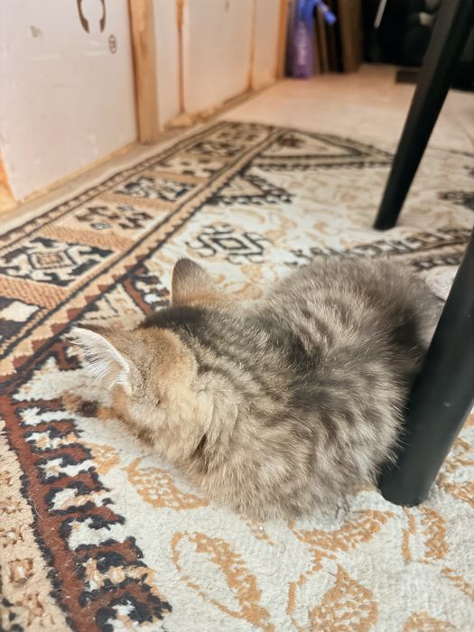 Отдам даром котенка
