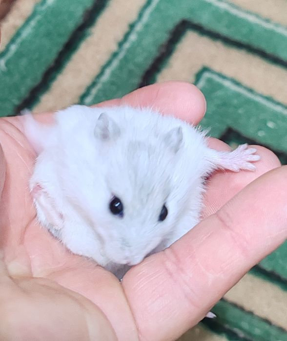 Хомяк Джунгарский