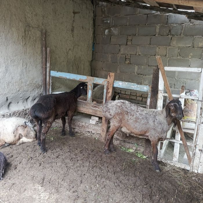 Кузи куйлар сотувда