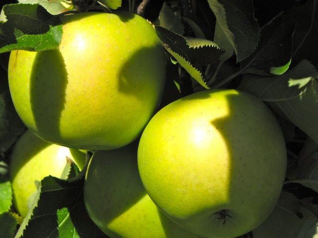 Pomi fructiferi străvechi din  Glia strămoșească soiuri de mar