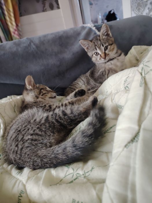 Кошки отдам бесплатно