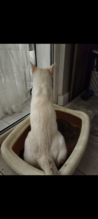 Отдам кота в хорошие руки