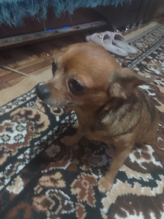 Чахувахува 5 лет