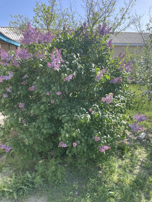 Қала орталығынан 6 бөлмелі үй сатылады
