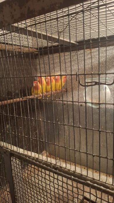 Попугаи неразлучники