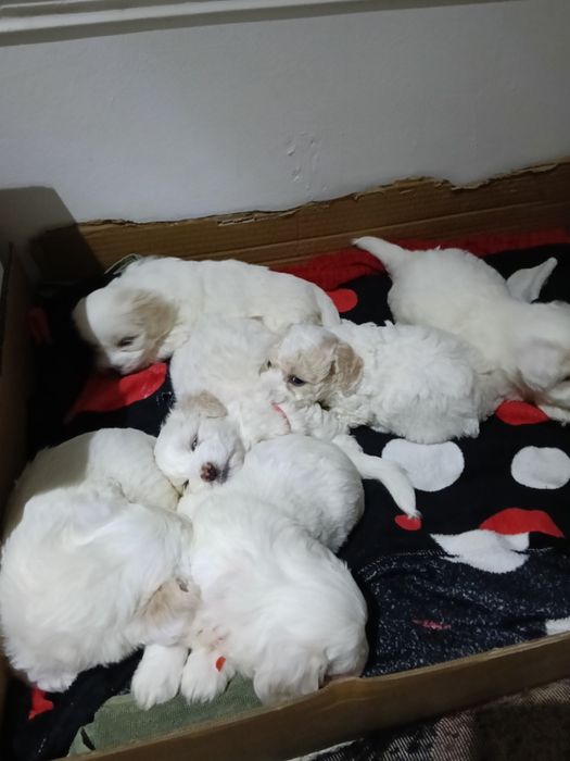 Bișonii Maltezi  au o lună și șase zile pentru mai multe detalii  mă sunați pe numar