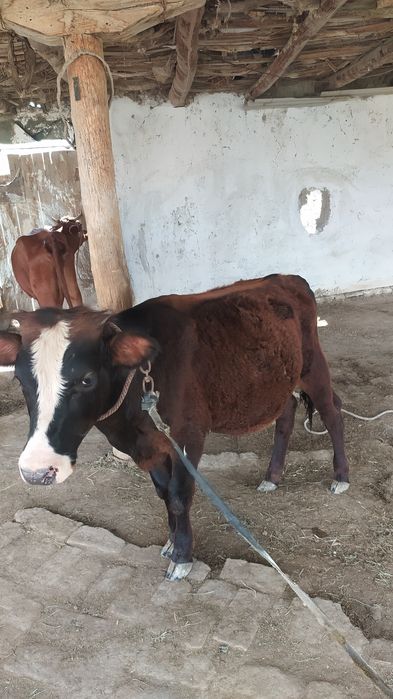 Ona bola sigir sotiladi