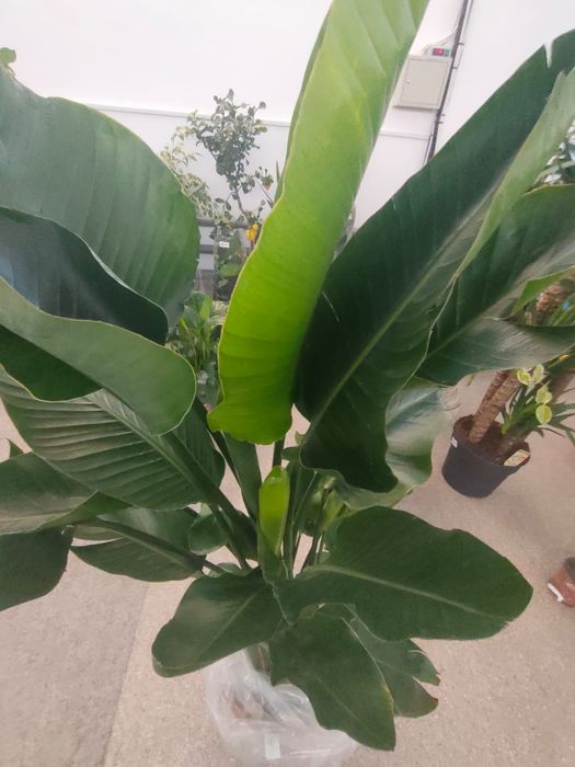 Большие цветы для офисов