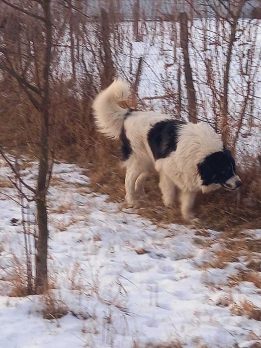 Ciobanesc de bucovina