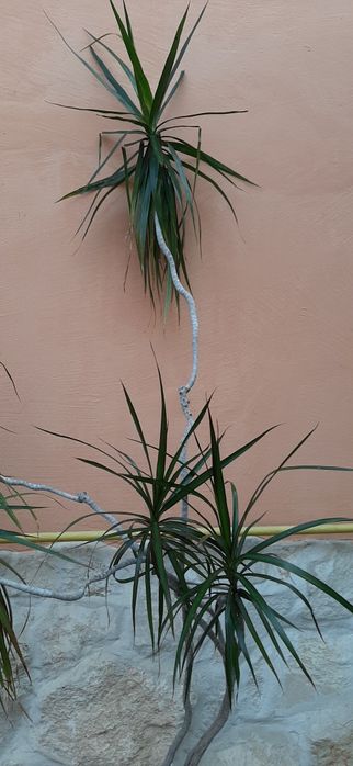 Plante decorative de interior