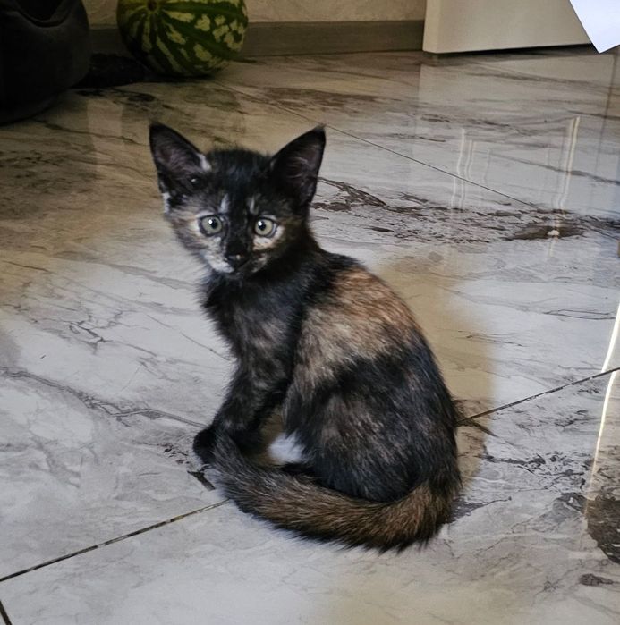 Котята (девочки) в добрые руки
