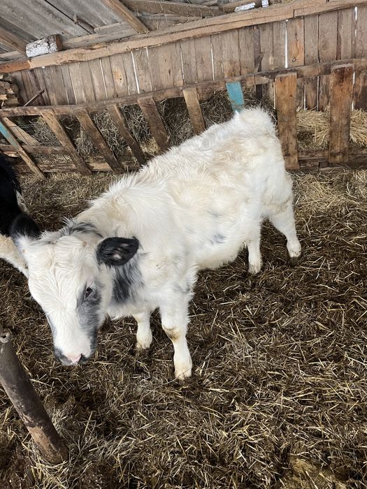 Vand 5 vitei belgieni si baltati