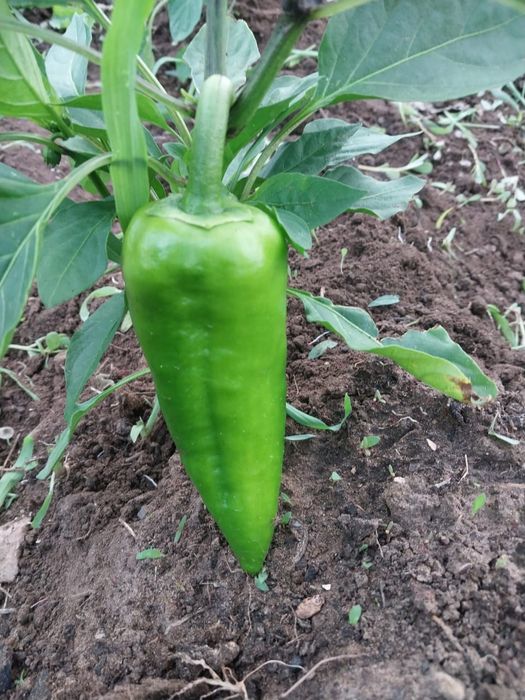 Продам дачу. ст. Хуторок