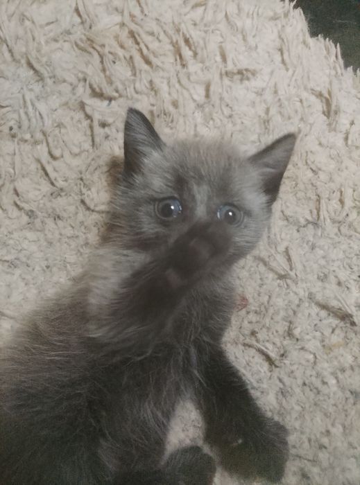 Котята  в хорошие руки