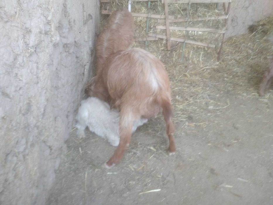 Zanin, Alpin zotli Echkilar