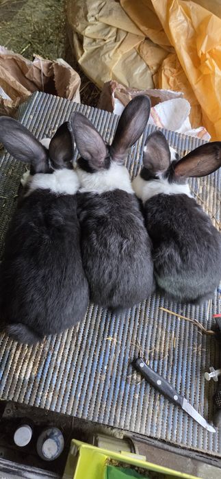 Hycole francez tineret