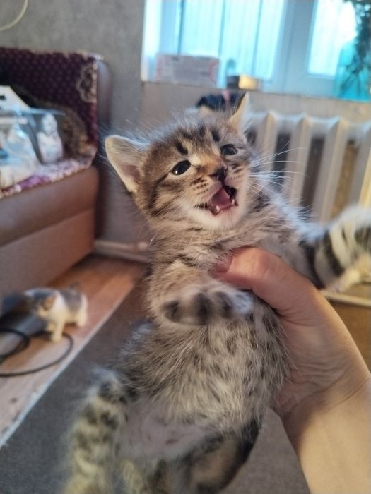 котенок в добрые руки