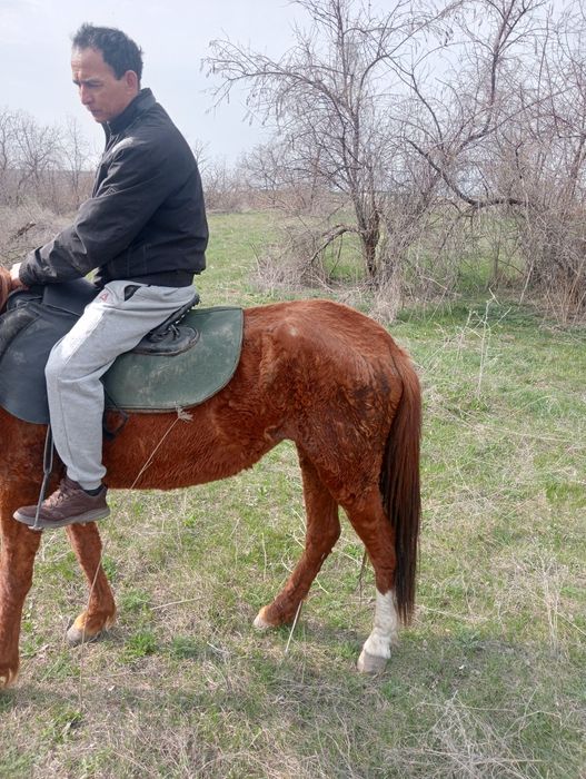 Продам кабылу жеребая