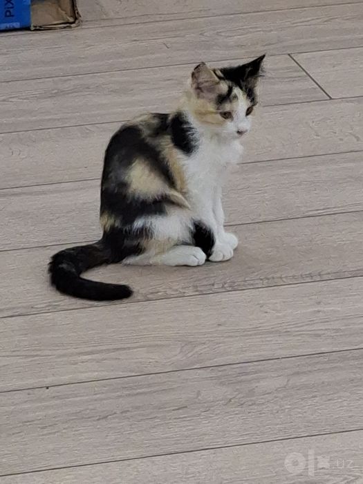 Котенок девочка трехцветная