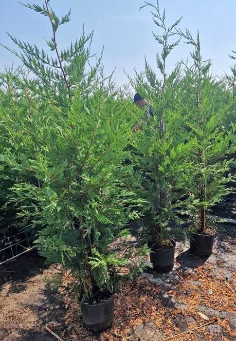 Cupressocyparis leylandii