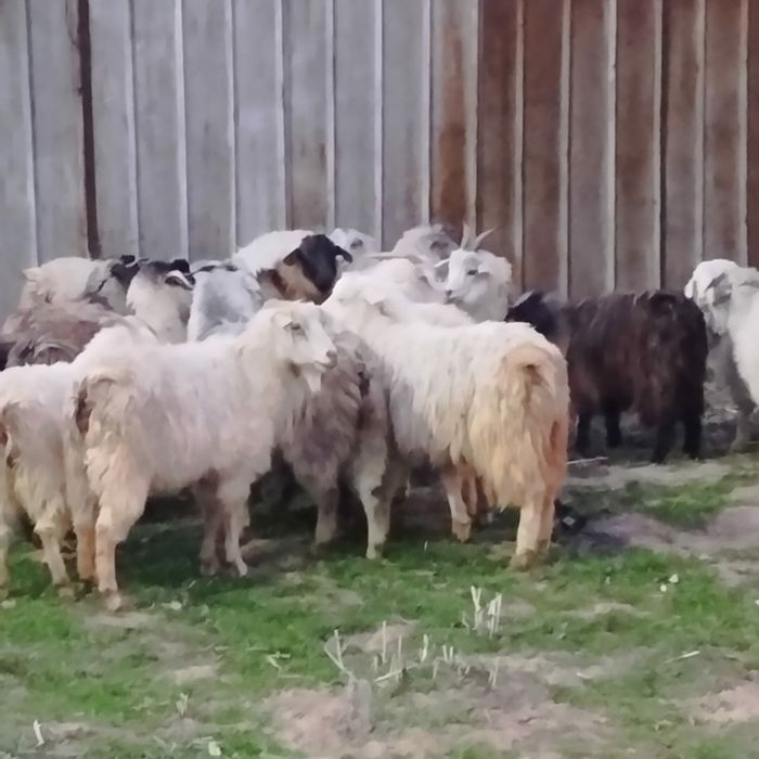 Козы молодые коза козел