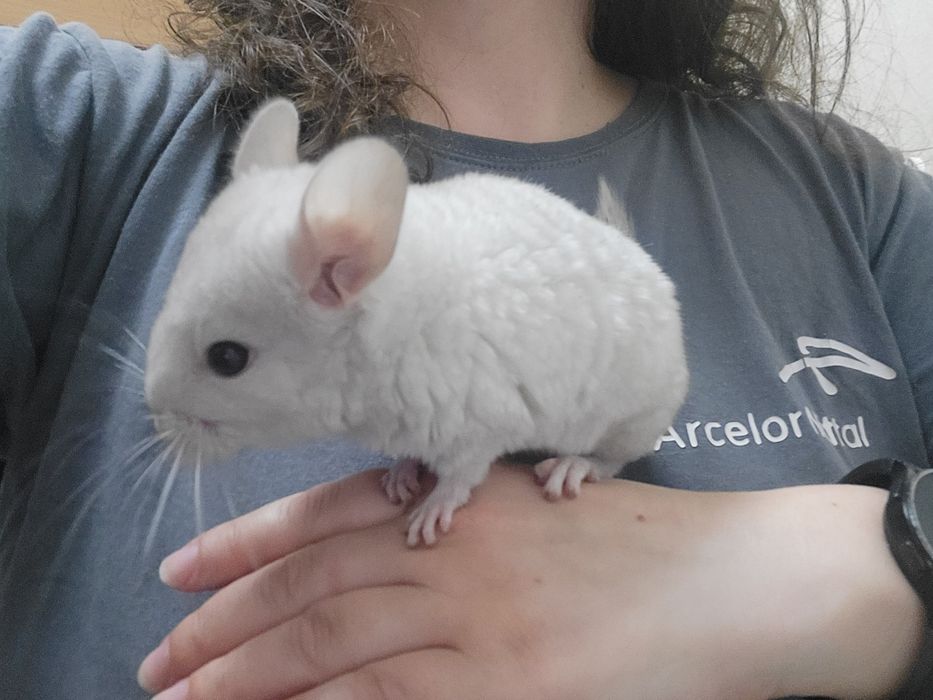 Продам шиншил (3 мес)