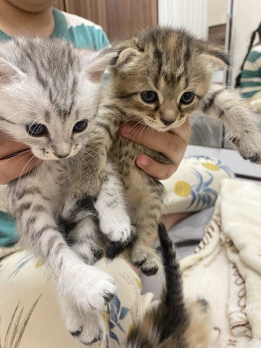 Шотланд,мальчик и девочка