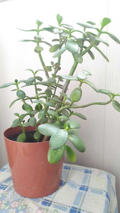 Денежное дерево.