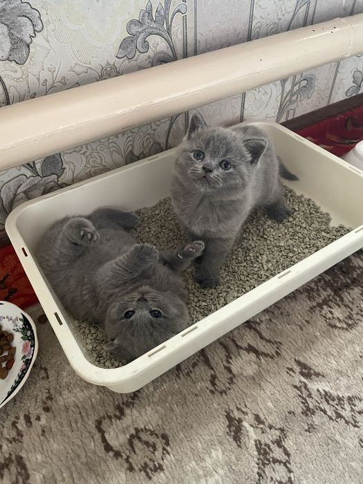 Продаются котята скоттиш фолд