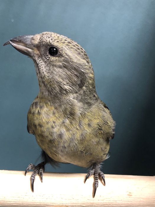 Клесты поющие пара самка самец