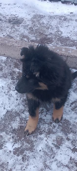 Отдам щенка в добрые руки