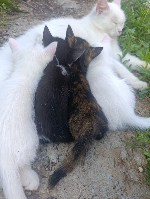 котята белые и трецветные