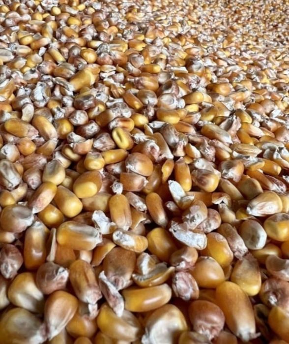 Жүгері ұрық сатылады. Кормовой, силосқа