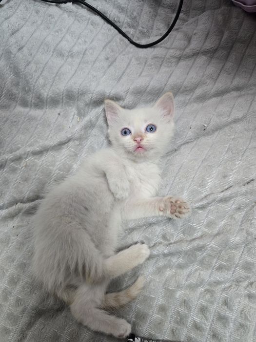Отдам котёнка девочку,в добрые руки