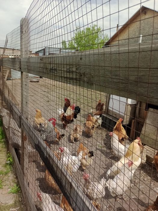 Яйца для инкубации