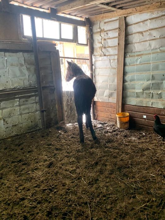 Жеребята 8 месячные