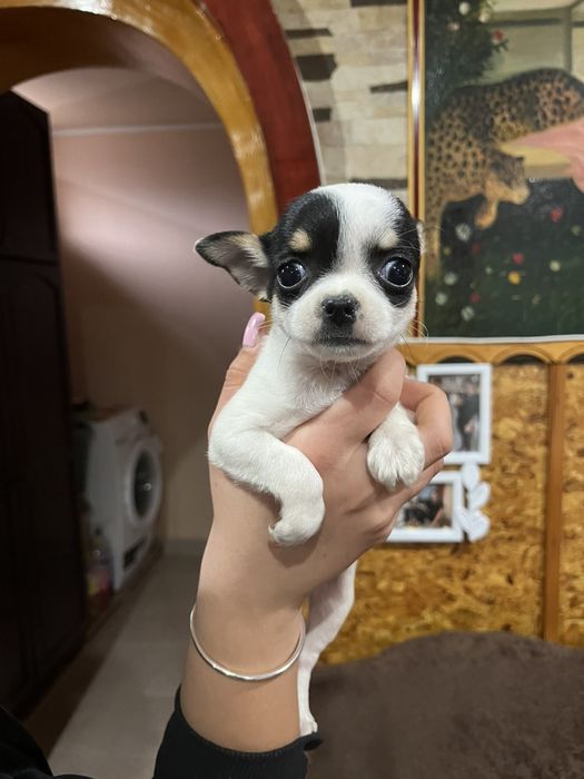 Мини чихуахуа на 2-ра ваксина