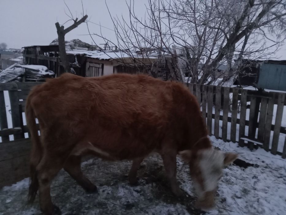 Молочные коровы продается