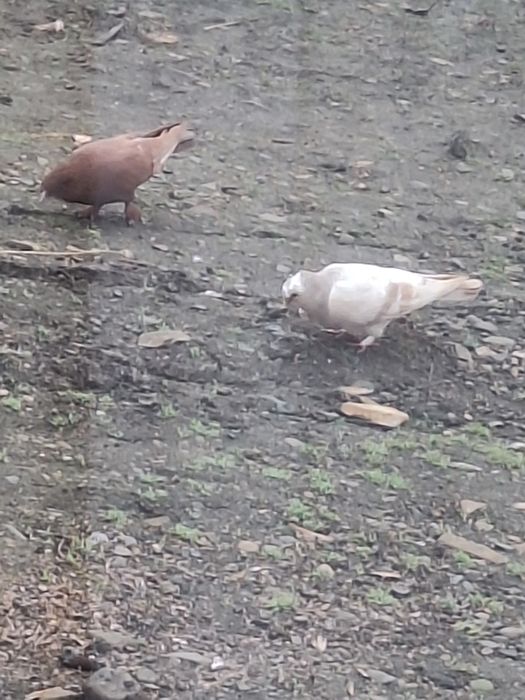 30  de lei bucata albi