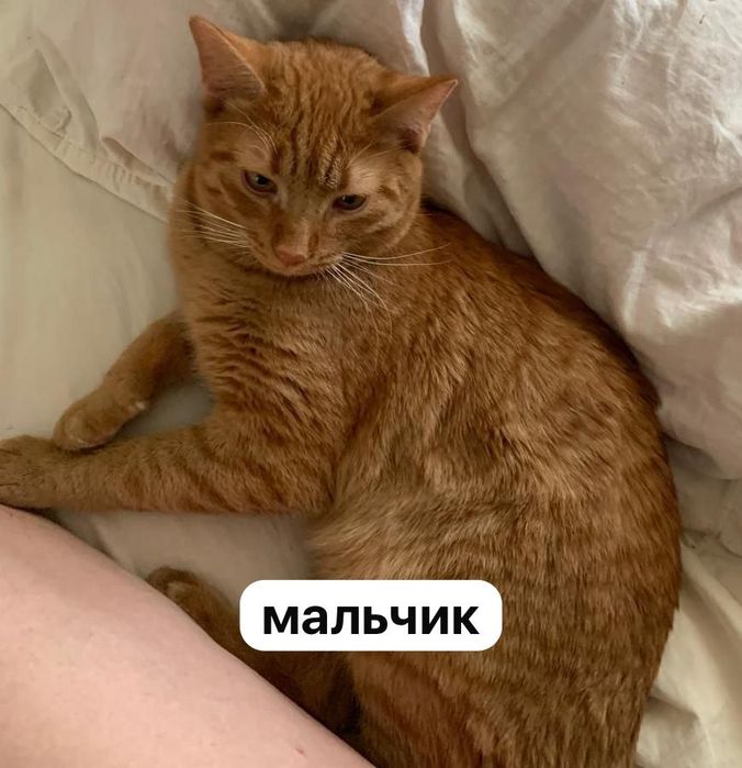 котята и взрослые кошки/коты