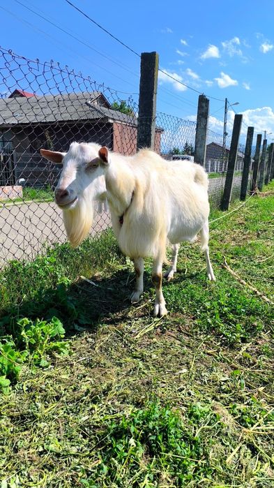Capre, iezi și țap saneen