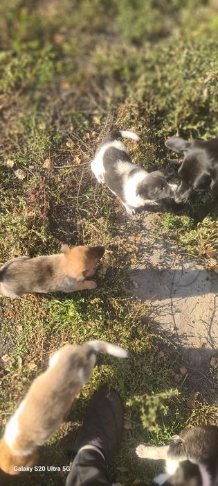 Подарим щенков - звоночков