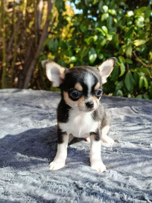 Късокосмето чихуахуа