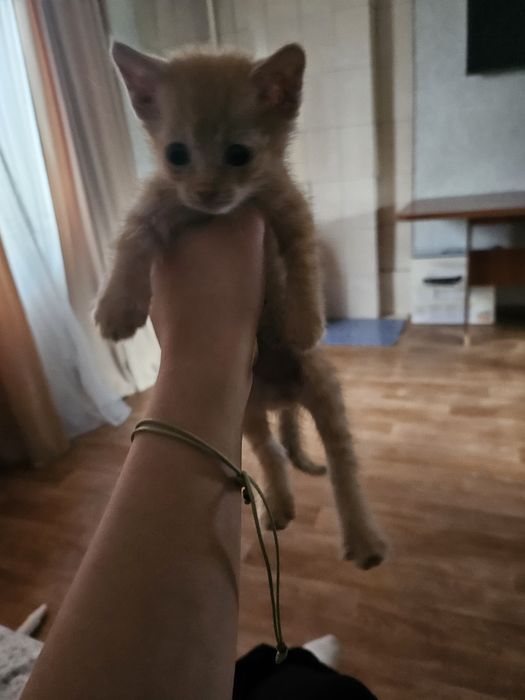 Отдам даром котенка 1 месяц мальчик