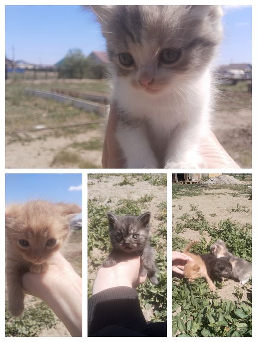 Отдам котят в добрые руки