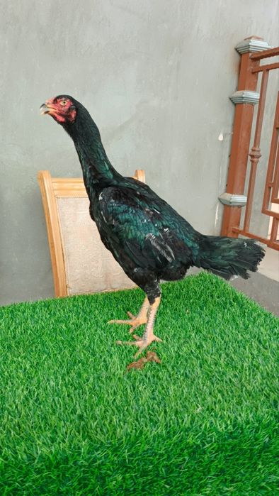 Dakan tovuq sotiladi