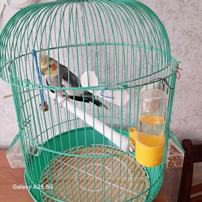 Продам  попугая  с клеткой